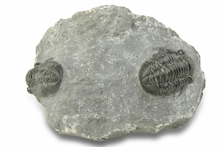 Two Detailed Gerastos Trilobite Fossils - Morocco #243809